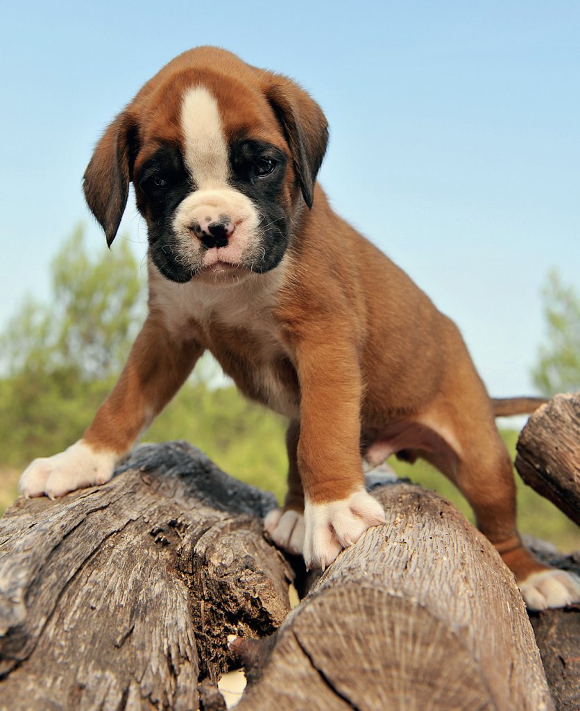 Cuccioli Boxer Allevamento di Villa Selen in Puglia Basilicata Calabria Campania Italia