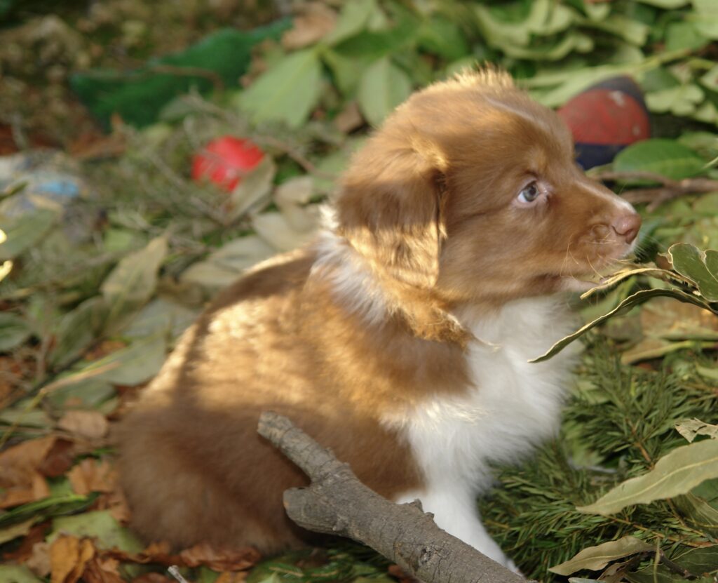 Cuccioli di Pastore Australiano/Australian Shepherd