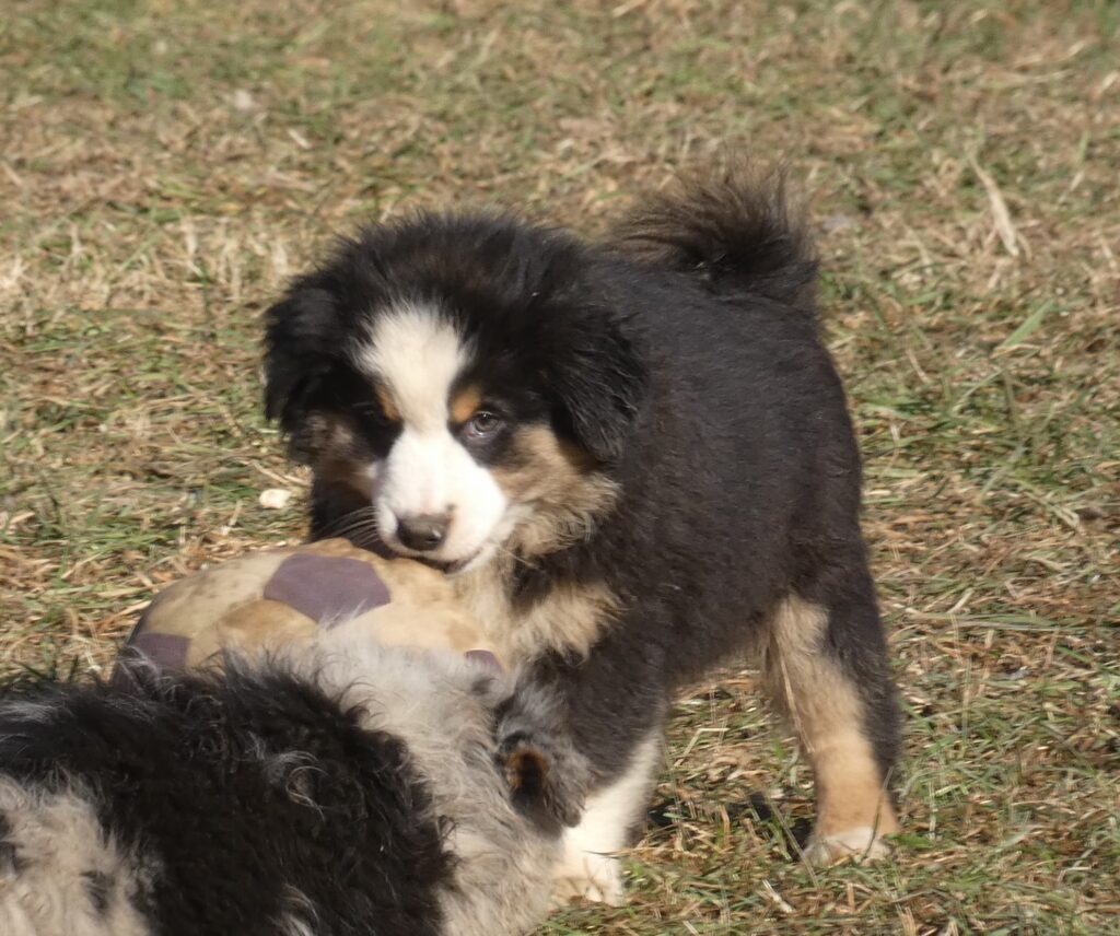 VENDITA CUCCIOLI MINIATURE AMERICAN SHEPHERD (MINI AUSSIE)