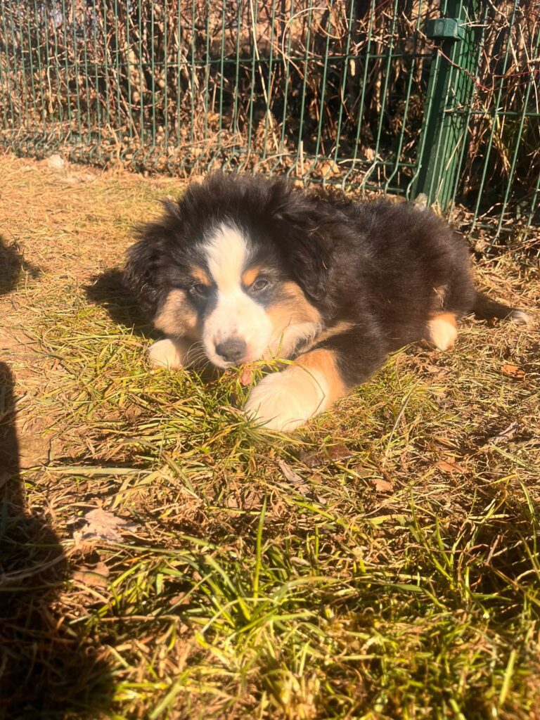 VENDITA CUCCIOLI MINIATURE AMERICAN SHEPHERD (MINI AUSSIE)