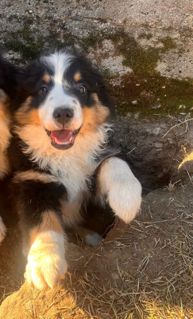 VENDITA CUCCIOLI MINIATURE AMERICAN SHEPHERD (MINI AUSSIE)