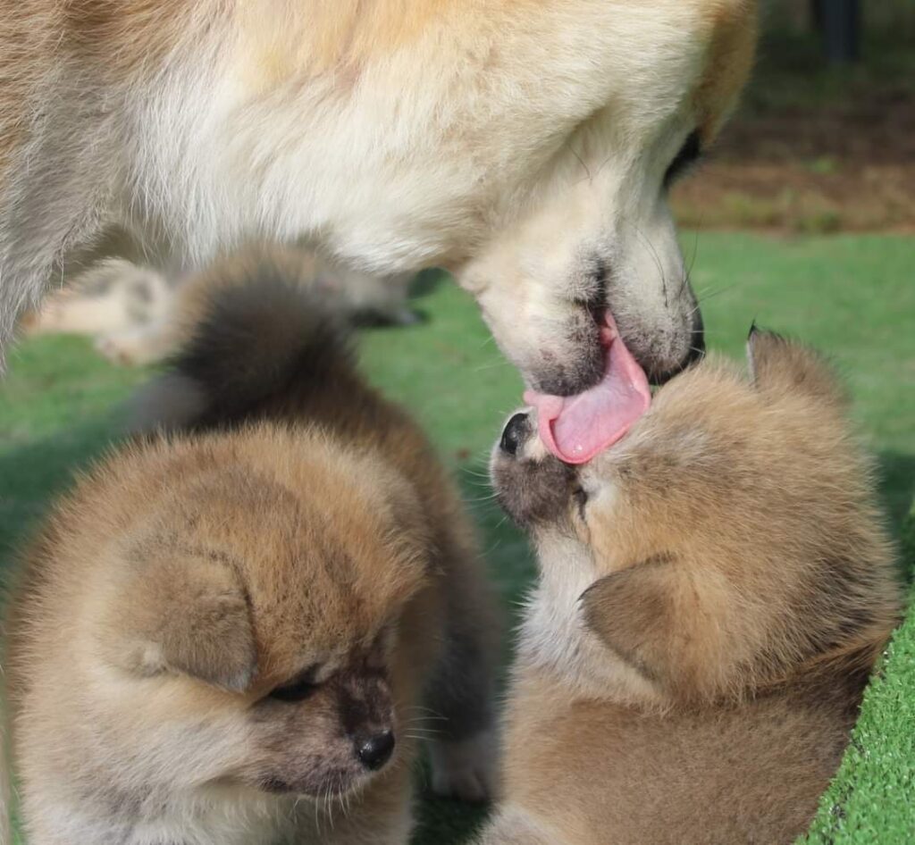 DISPONIBILI CUCCIOLI DI AKITA DA ALLEVAMENTO ENCI