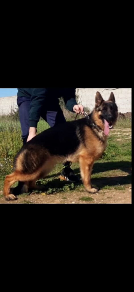 Pastore Tedesco super cuccioli con PEDIGREE