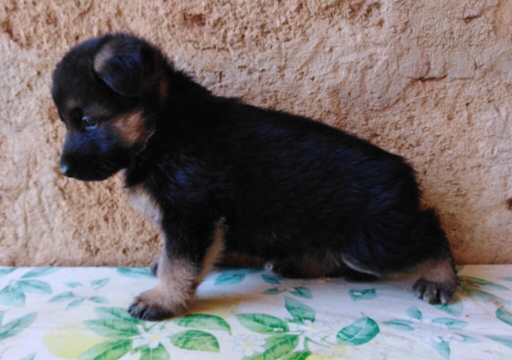 Pastore Tedesco super cuccioli con PEDIGREE