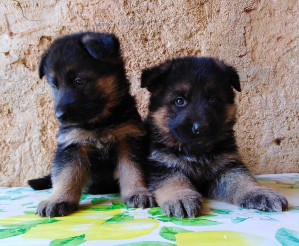 Pastore Tedesco super cuccioli con PEDIGREE