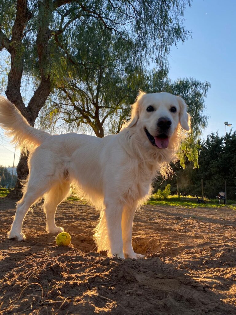 cuccioli di golden retriever in arrivo!!!