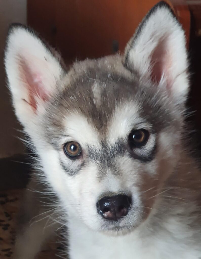 Alaskan Malamute cuccioli