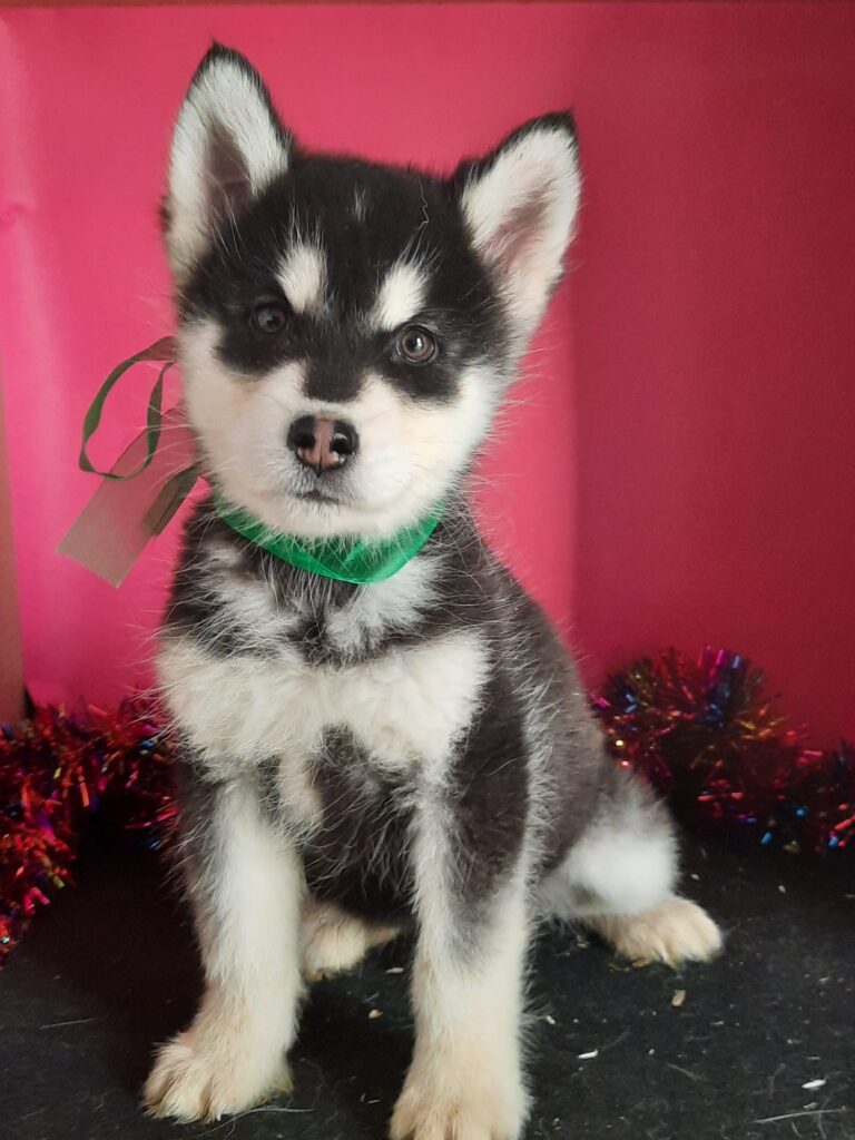 Alaskan Malamute cuccioli