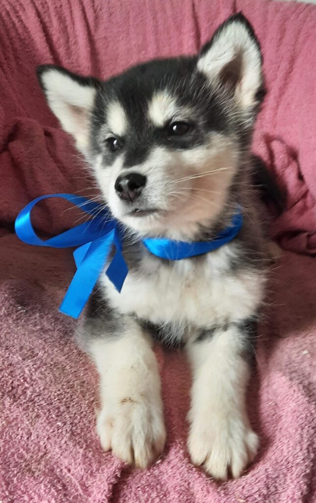 Alaskan Malamute cuccioli