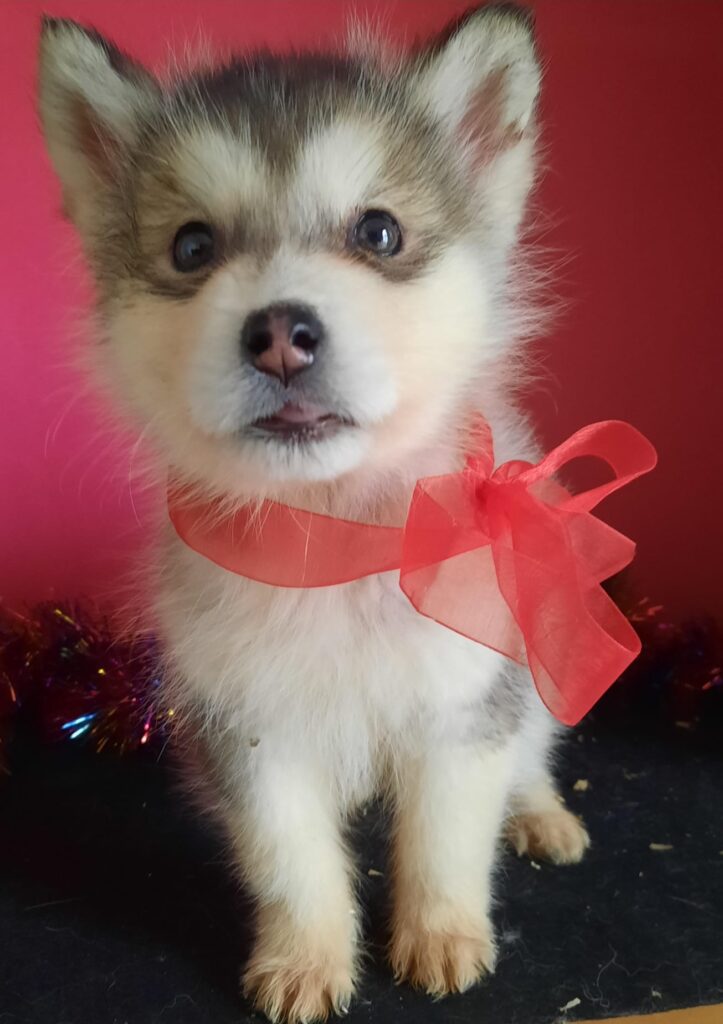 Alaskan Malamute cuccioli