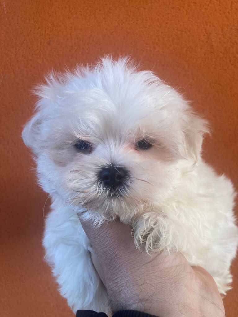 Maltese