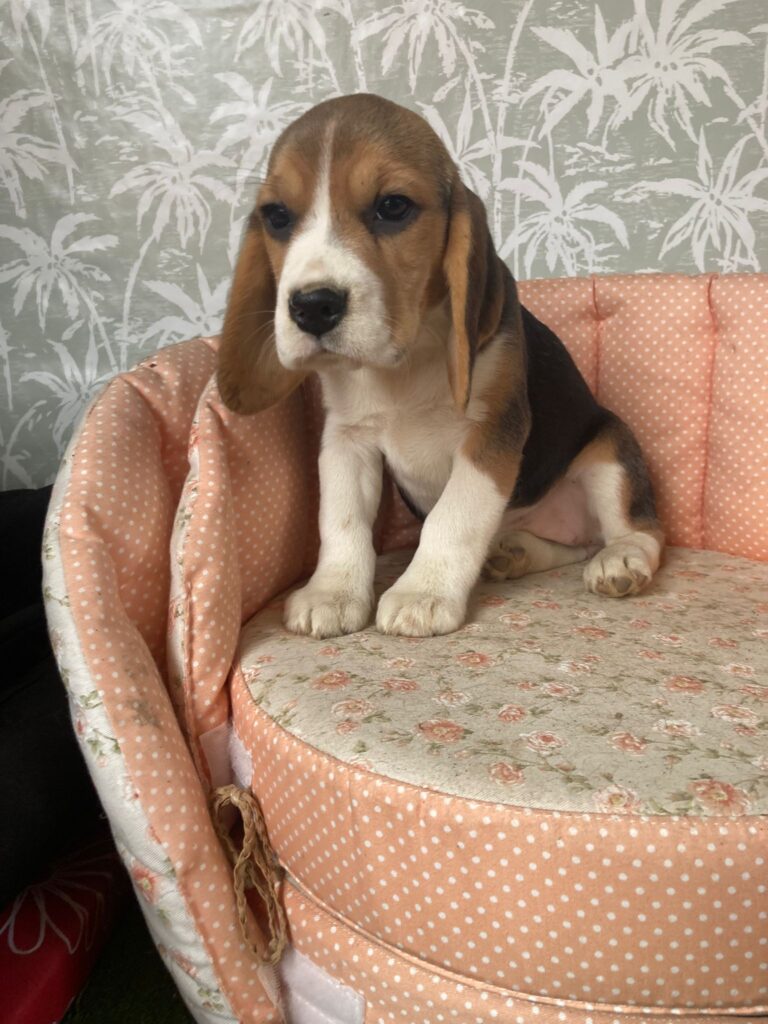 Beagle