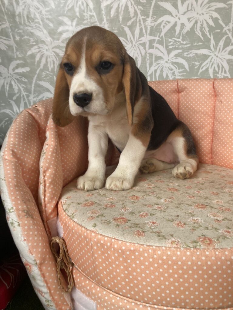 Beagle