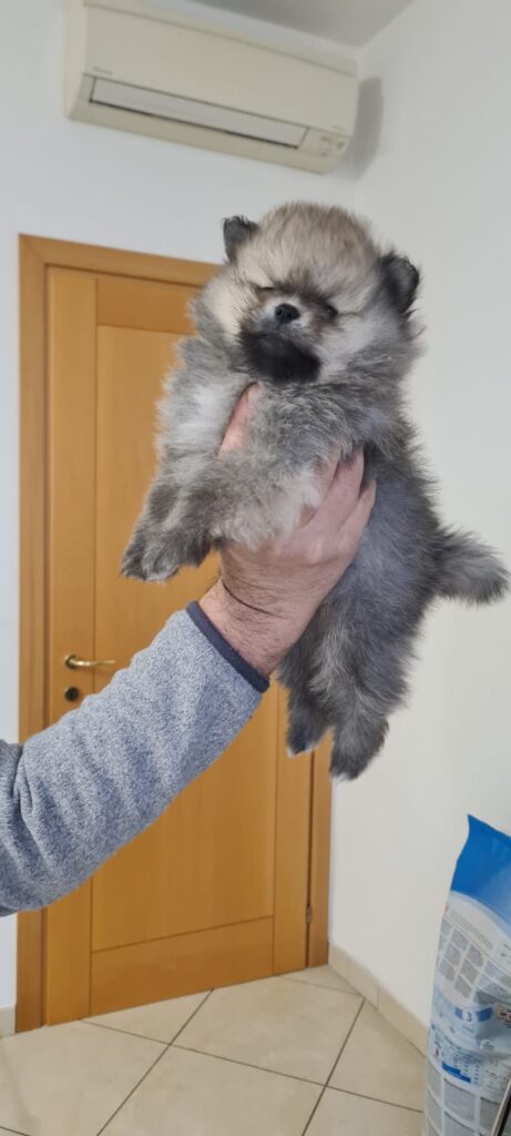 Pomerania nano