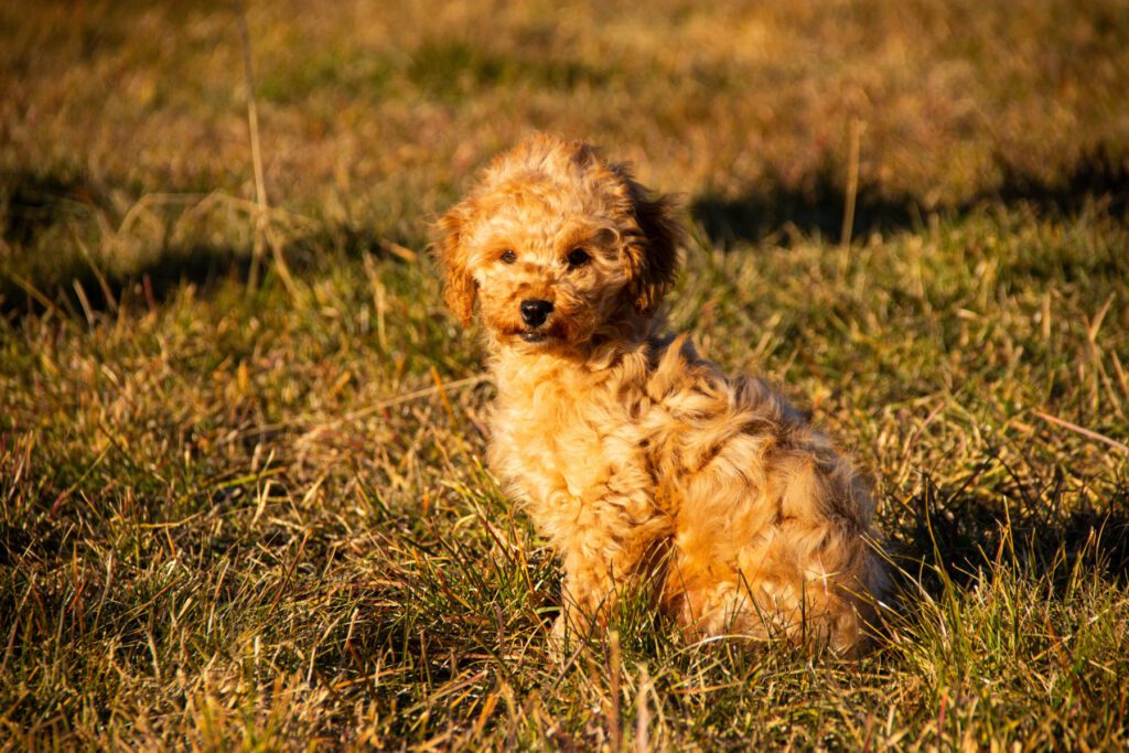 Disponibile 1 Maschio di Barboncino Toy