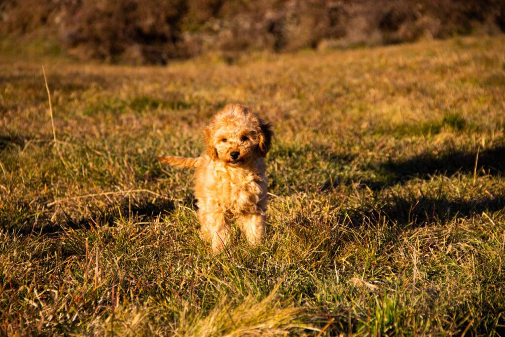 Disponibile 1 Maschio di Barboncino Toy