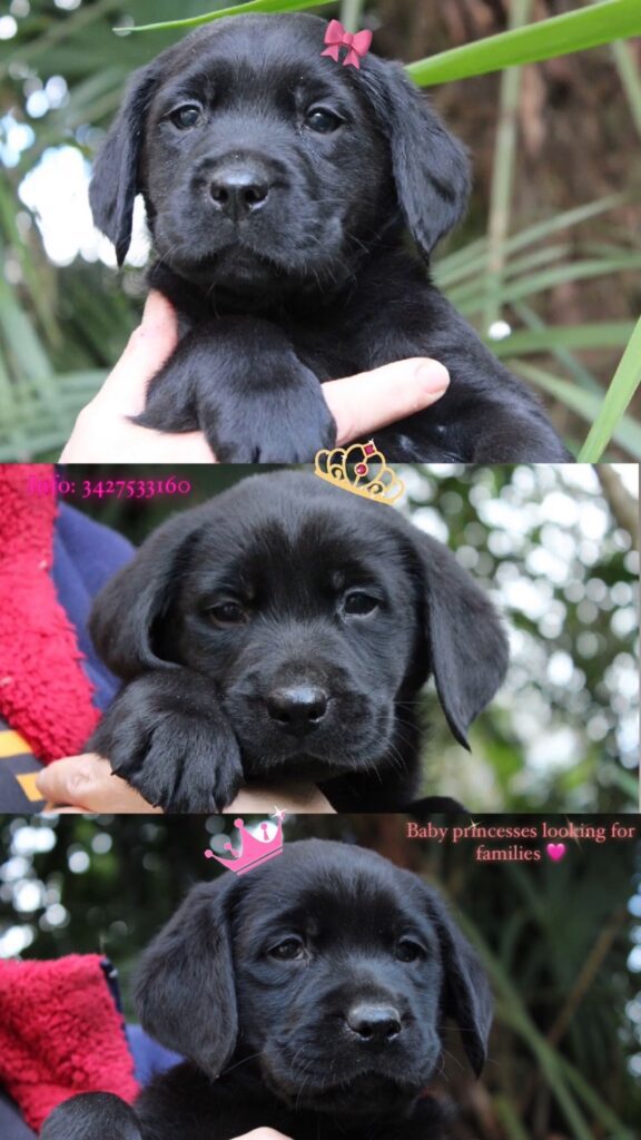 CUCCIOLI LABRADOR RETRIEVER NERI CON PEDIGREE