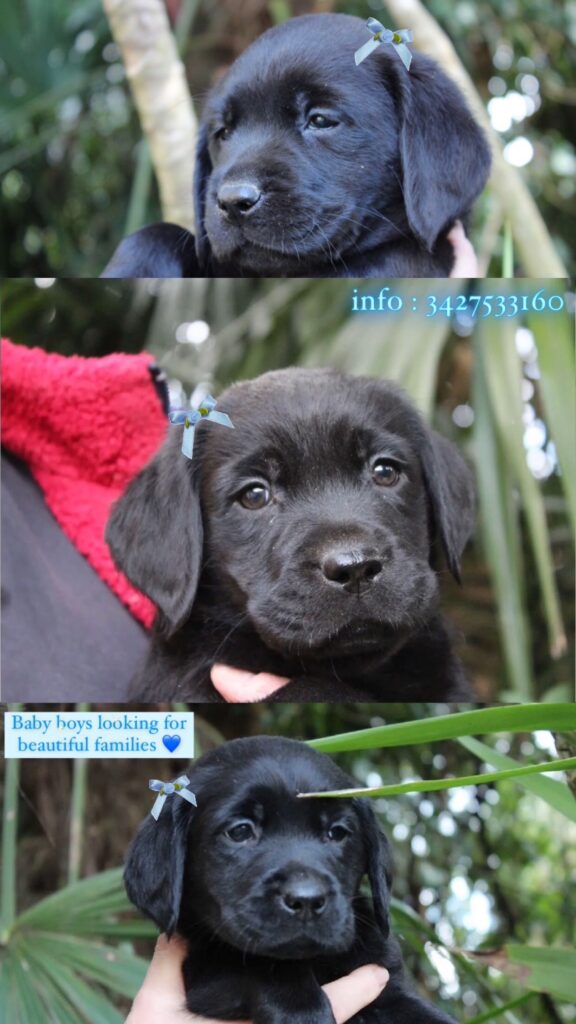 CUCCIOLI LABRADOR RETRIEVER NERI CON PEDIGREE