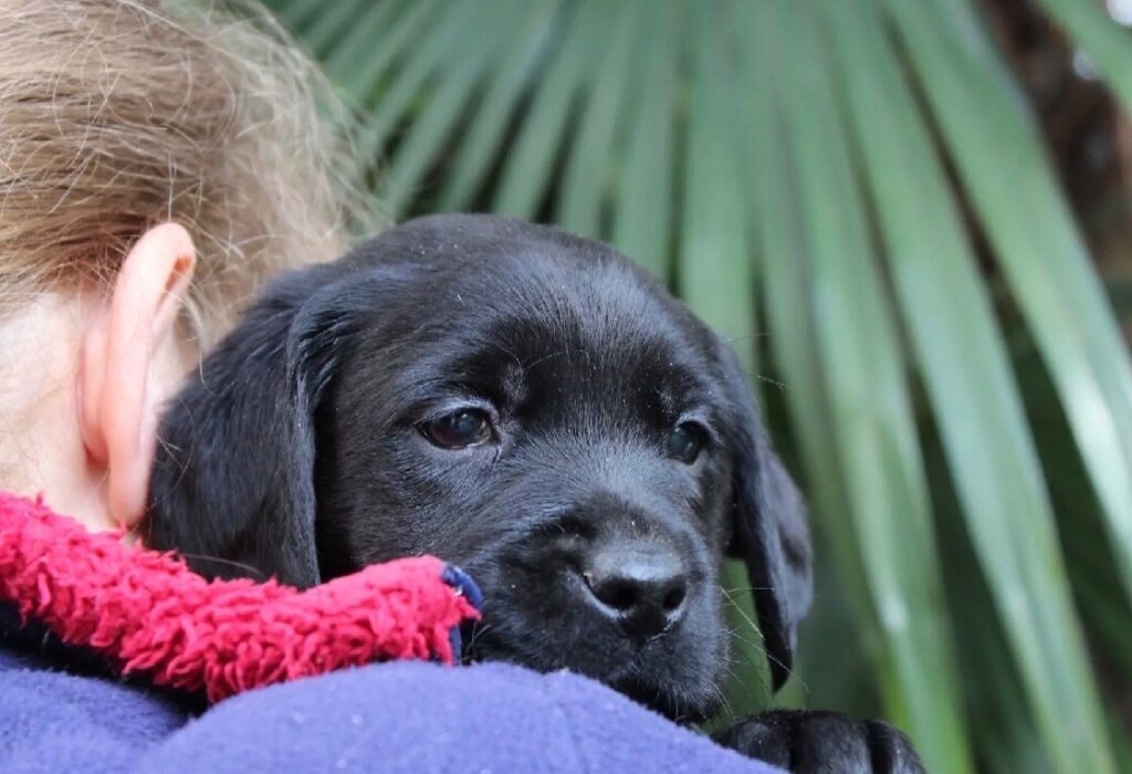 CUCCIOLI LABRADOR RETRIEVER NERI CON PEDIGREE