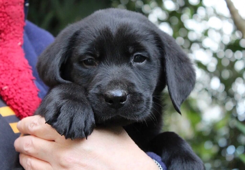 CUCCIOLI LABRADOR RETRIEVER NERI CON PEDIGREE