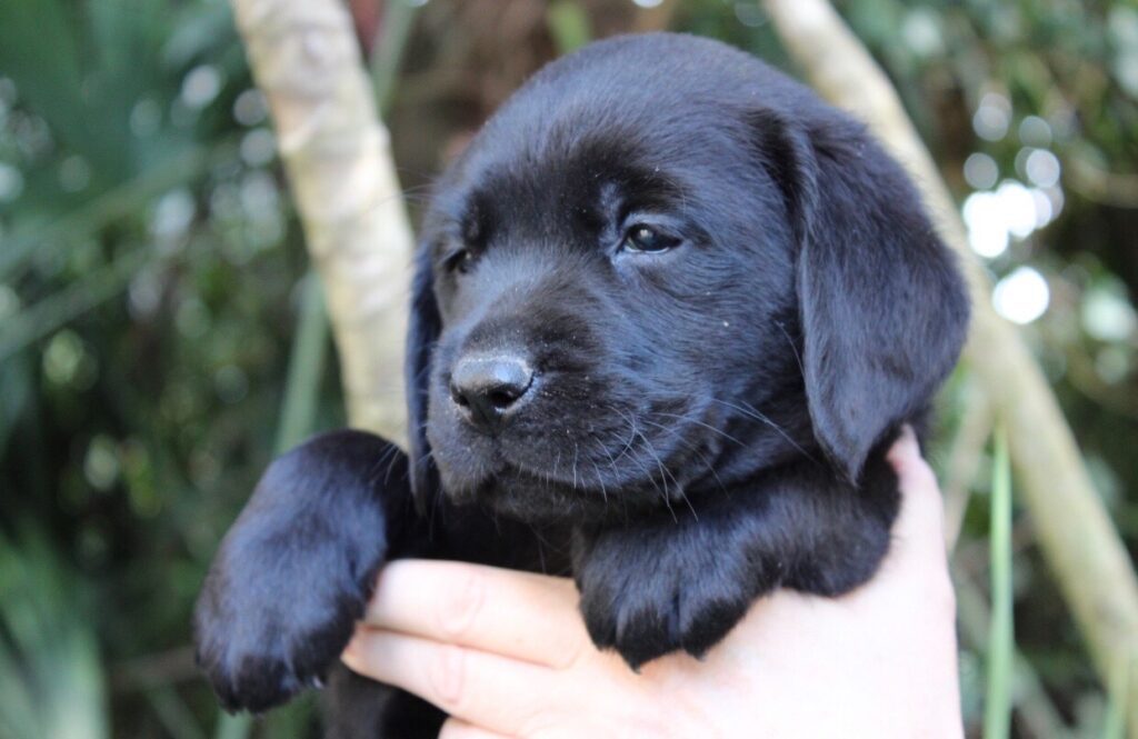 CUCCIOLI LABRADOR RETRIEVER NERI CON PEDIGREE