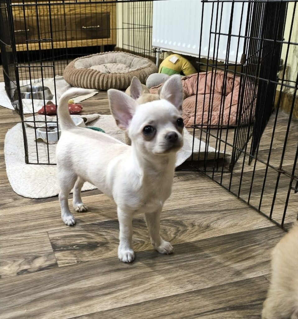 chihuahua mini toy