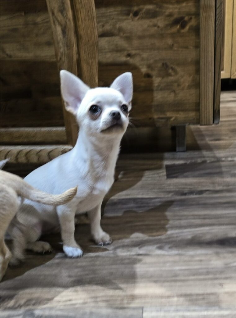 chihuahua mini toy