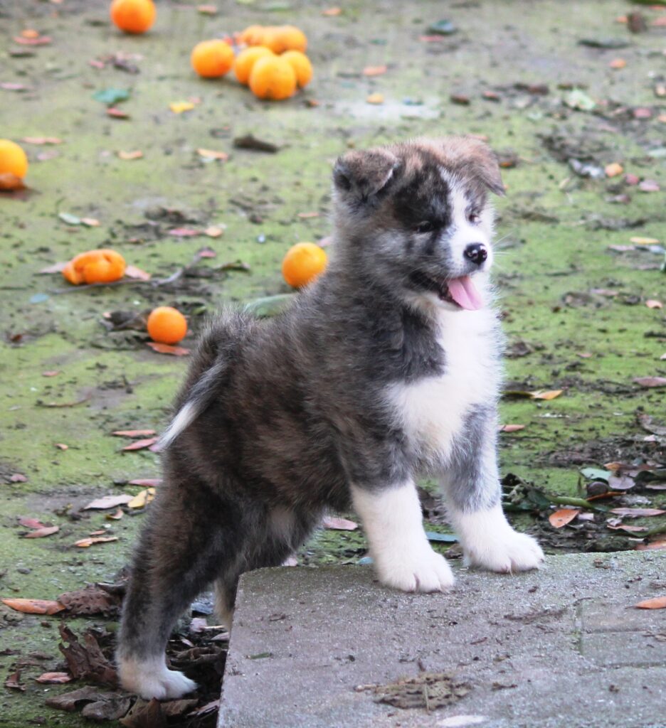 Cuccioli di akita