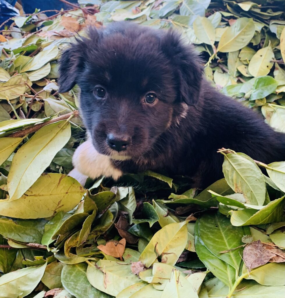 Cuccioli di Pastore Australiano/Australian Shepherd