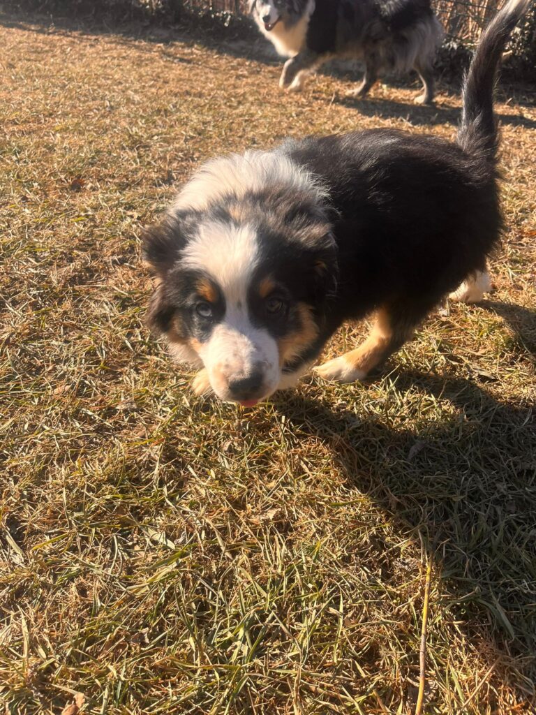 VENDITA CUCCIOLI MINIATURE AMERICAN SHEPHERD (MINI AUSSIE)