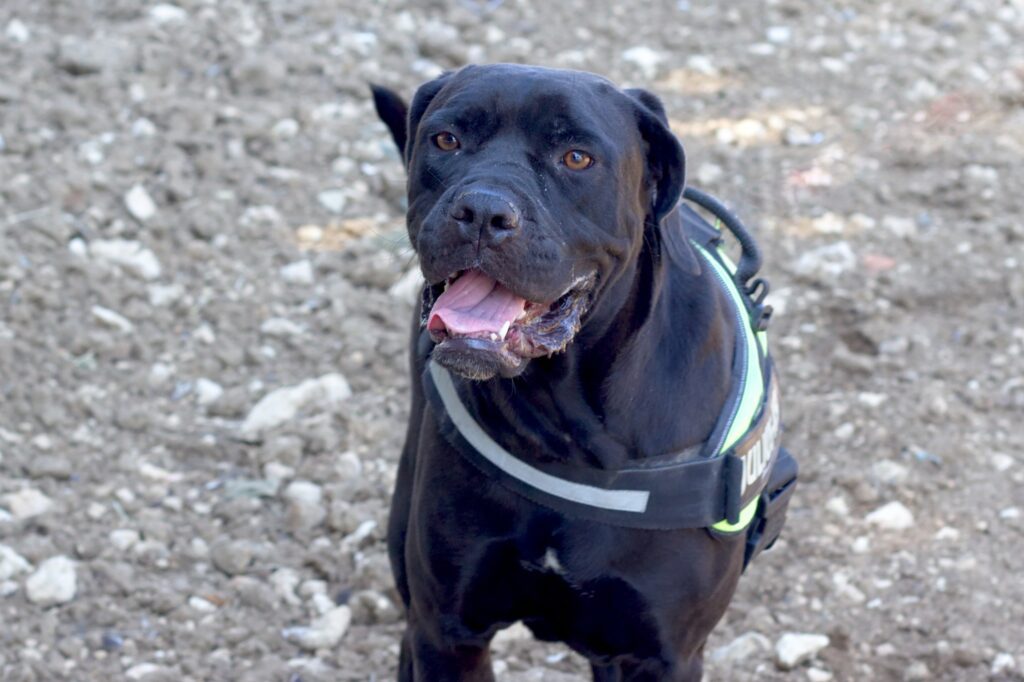 Maggie cane corso in adozione