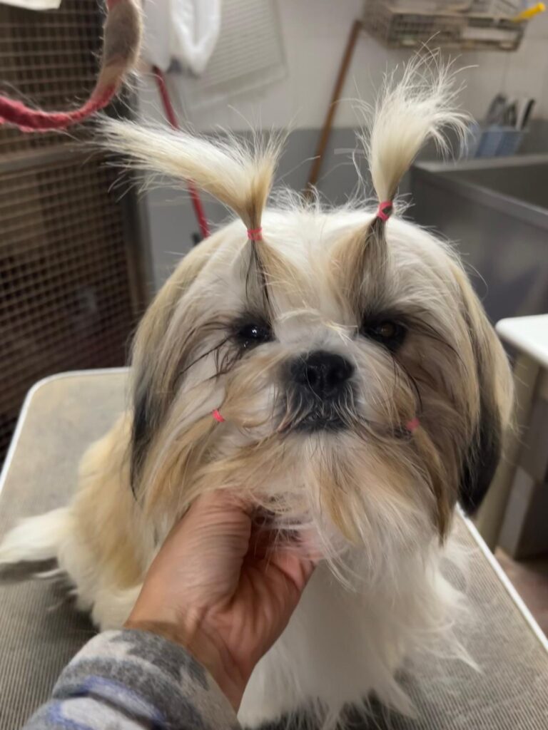 Cuccioli di shih tzu