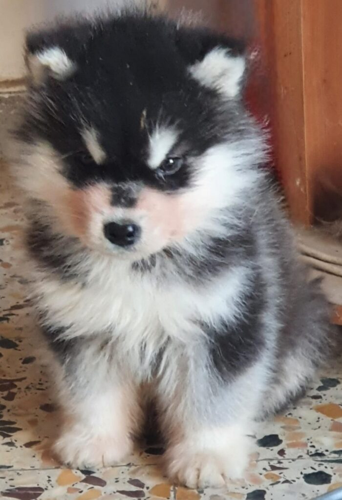 Alaskan Malamute cuccioli