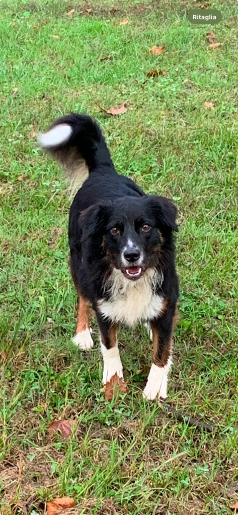 Cuccioli di Pastore Australiano/Australian Shepherd