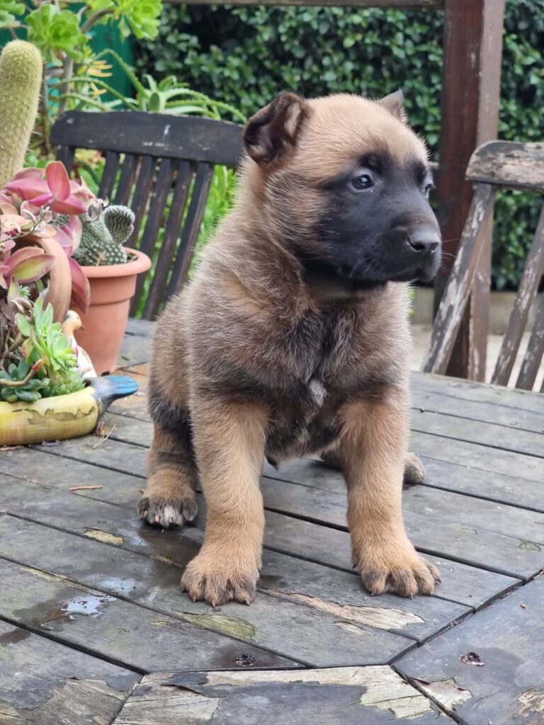 Cuccioli Pastore Belga Malinois in Puglia consegnabili in Tutta Italia