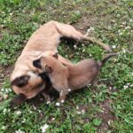 Cuccioli Pastore Belga Malinois Bari Taranto Lecce Brindisi Foggia Andria