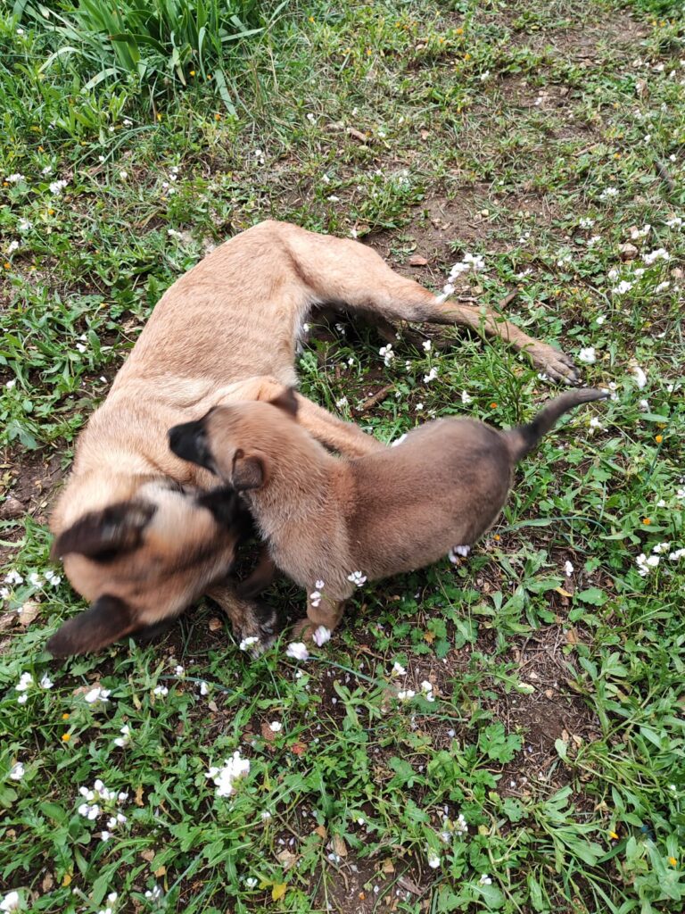 Cuccioli Pastore Belga Malinois Bari Taranto Lecce Brindisi Foggia Andria