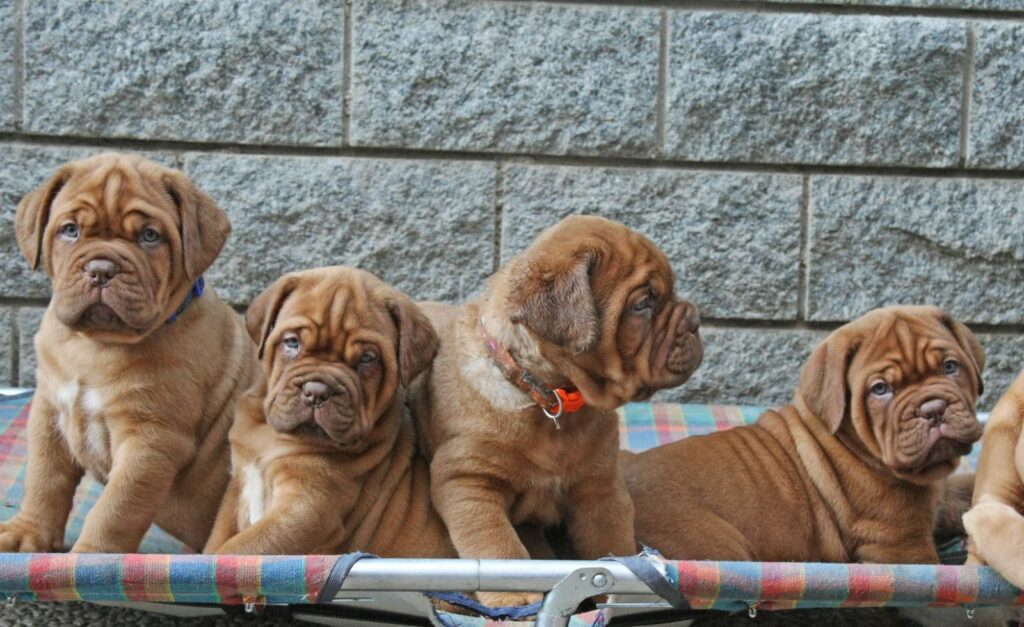 Cuccioli Dogue de Bordeaux