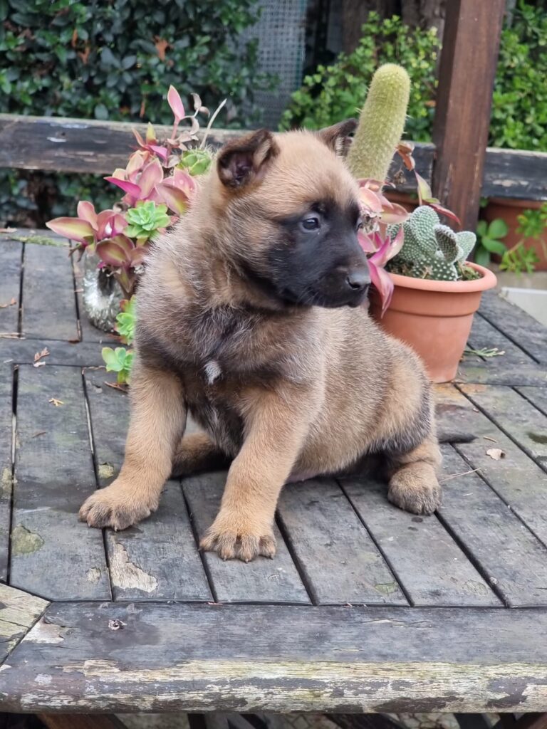 Cuccioli Pastore Belga Malinois in Puglia consegnabili in Tutta Italia