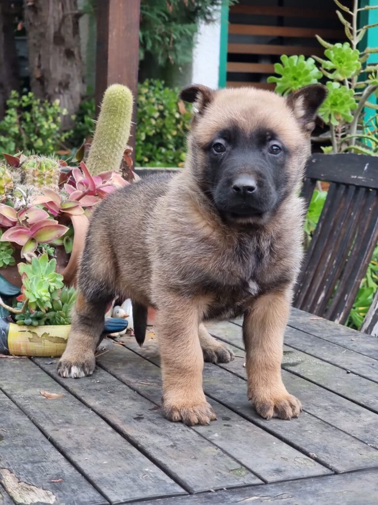 Cuccioli Pastore Belga Malinois in Puglia consegnabili in Tutta Italia