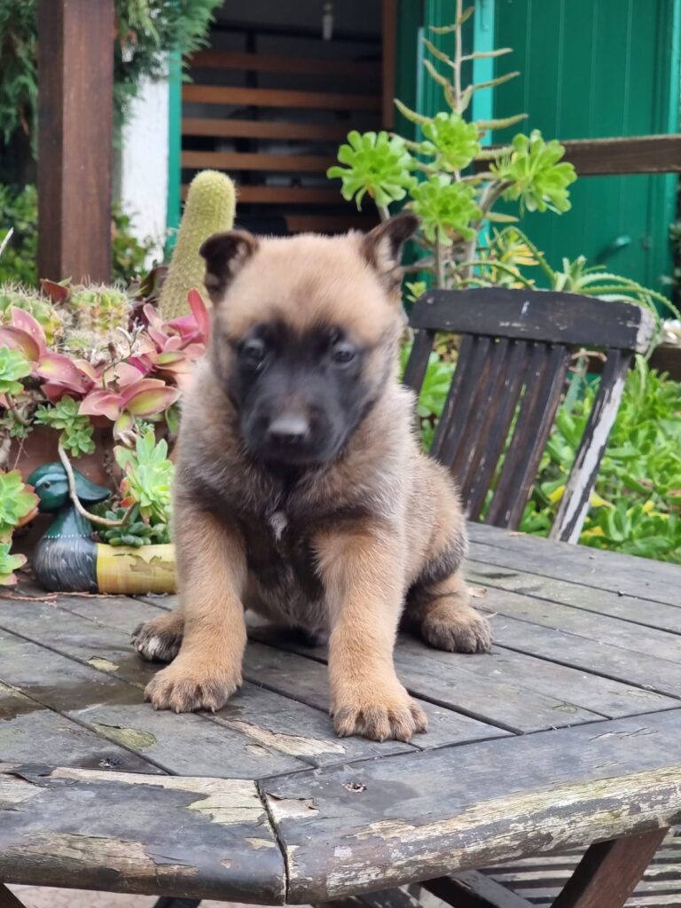 Cuccioli Pastore Belga Malinois in Puglia consegnabili in Tutta Italia