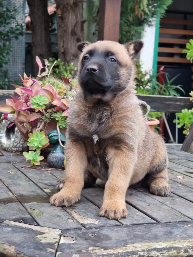 Cuccioli Pastore Belga Malinois in Puglia consegnabili in Tutta Italia