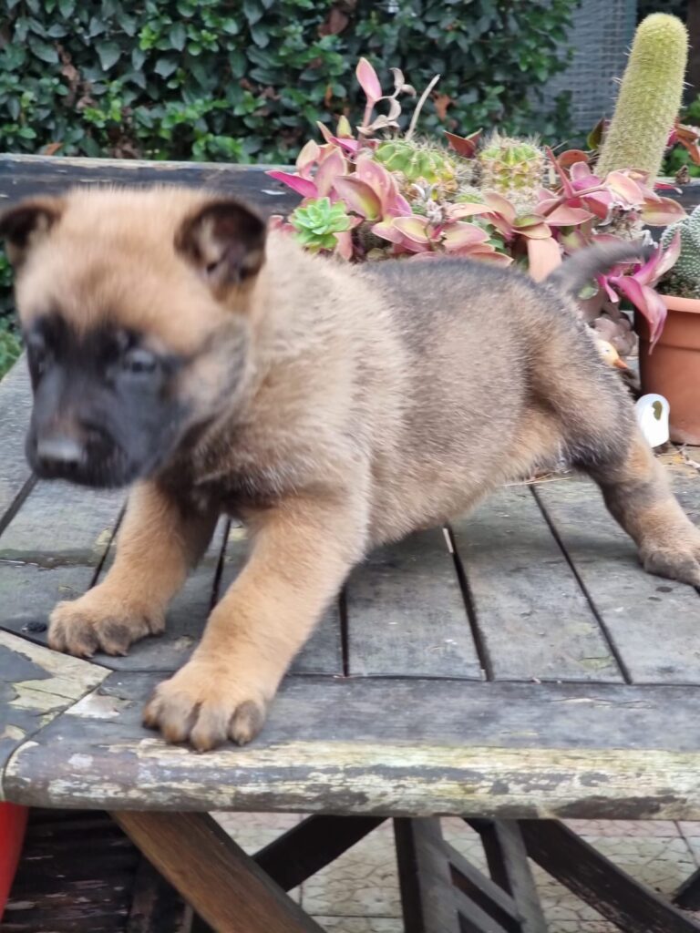 Cuccioli Pastore Belga Malinois in Puglia consegnabili in Tutta Italia