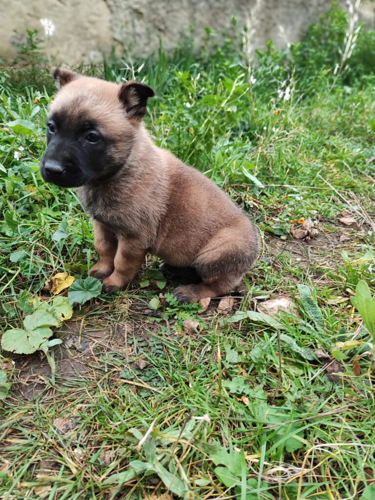 Cuccioli Pastore Belga Malinois Bari Taranto Lecce Brindisi Foggia Andria