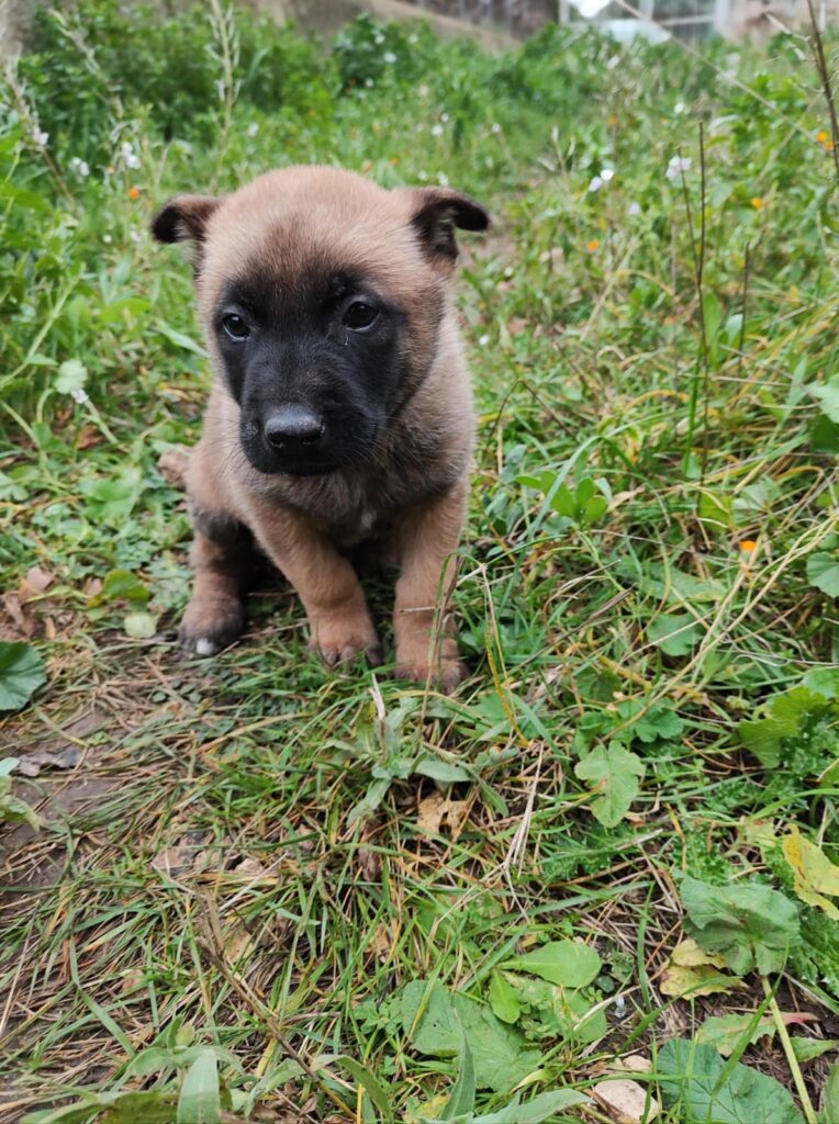 Cuccioli Pastore Belga Malinois Bari Taranto Lecce Brindisi Foggia Andria