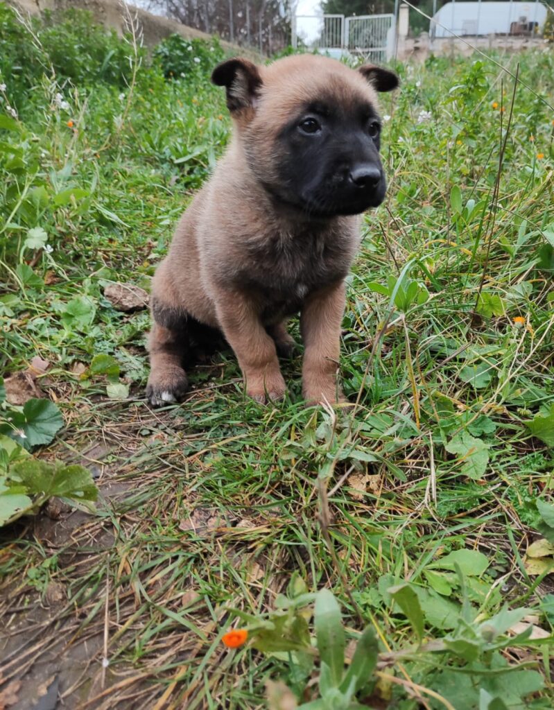 Cuccioli Pastore Belga Malinois Bari Taranto Lecce Brindisi Foggia Andria