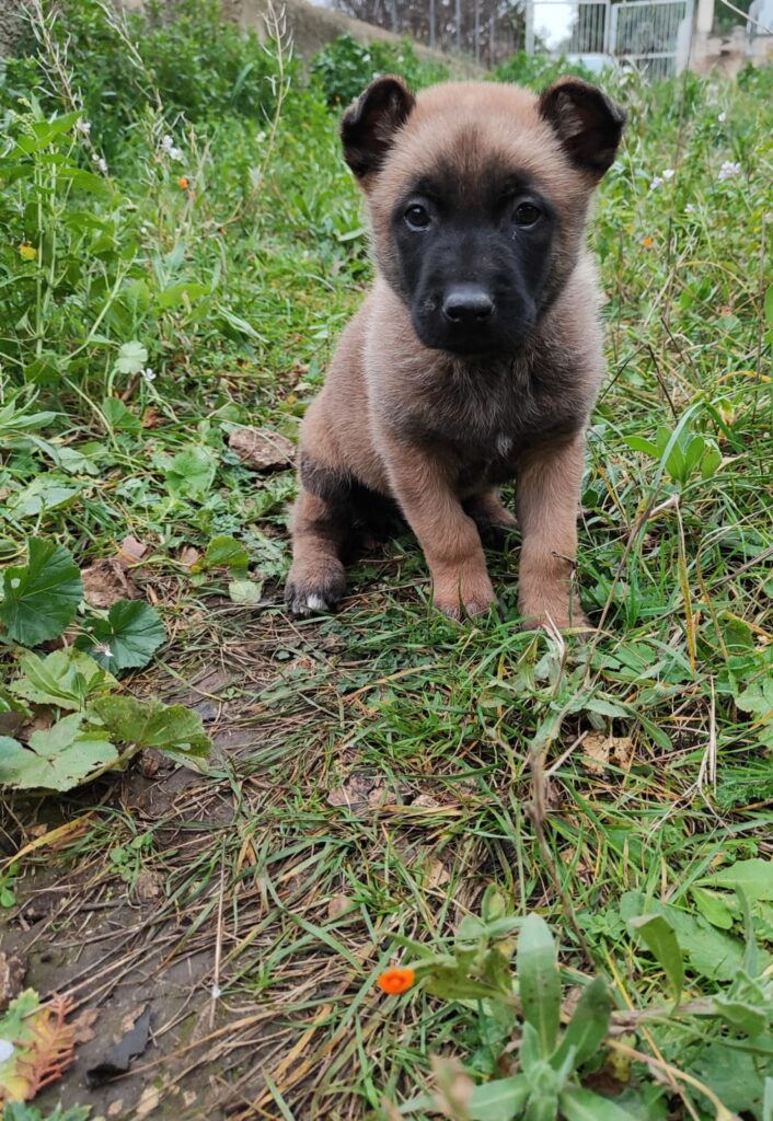 Cuccioli Pastore Belga Malinois Bari Taranto Lecce Brindisi Foggia Andria