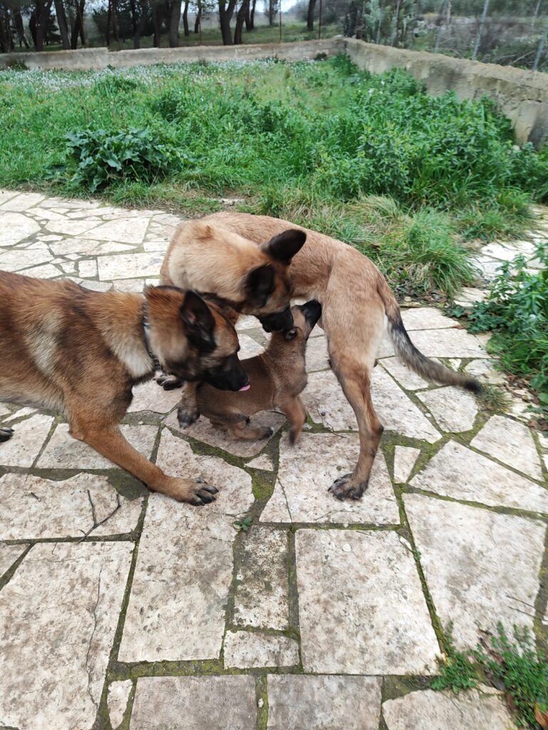 Cuccioli Pastore Belga Malinois Bari Taranto Lecce Brindisi Foggia Andria