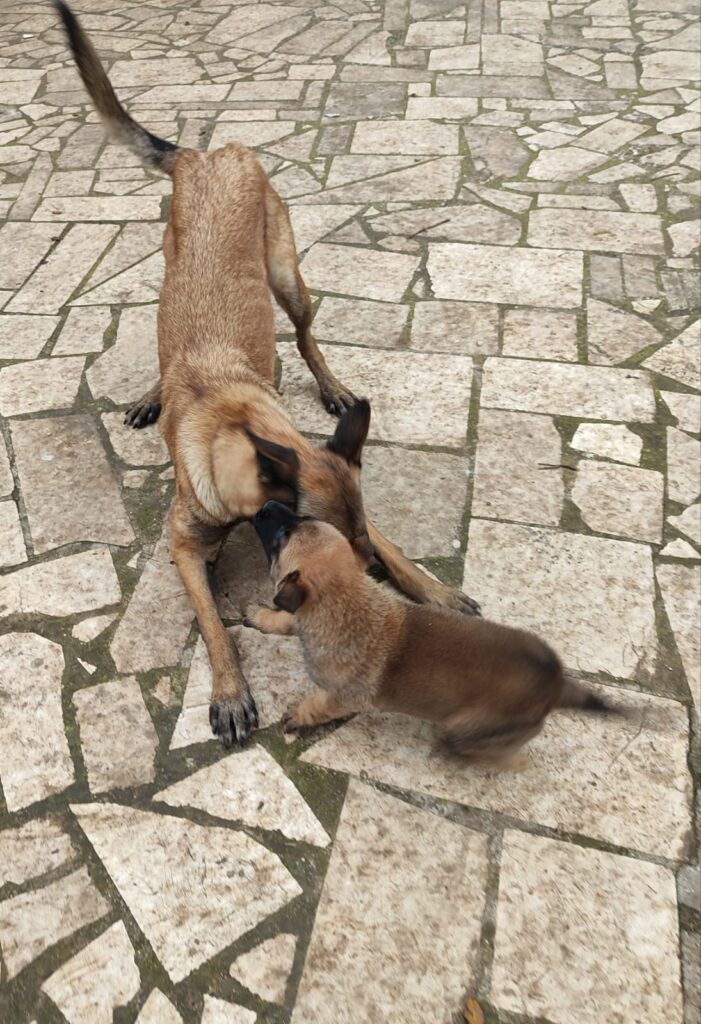 Cuccioli Pastore Belga Malinois Bari Taranto Lecce Brindisi Foggia Andria