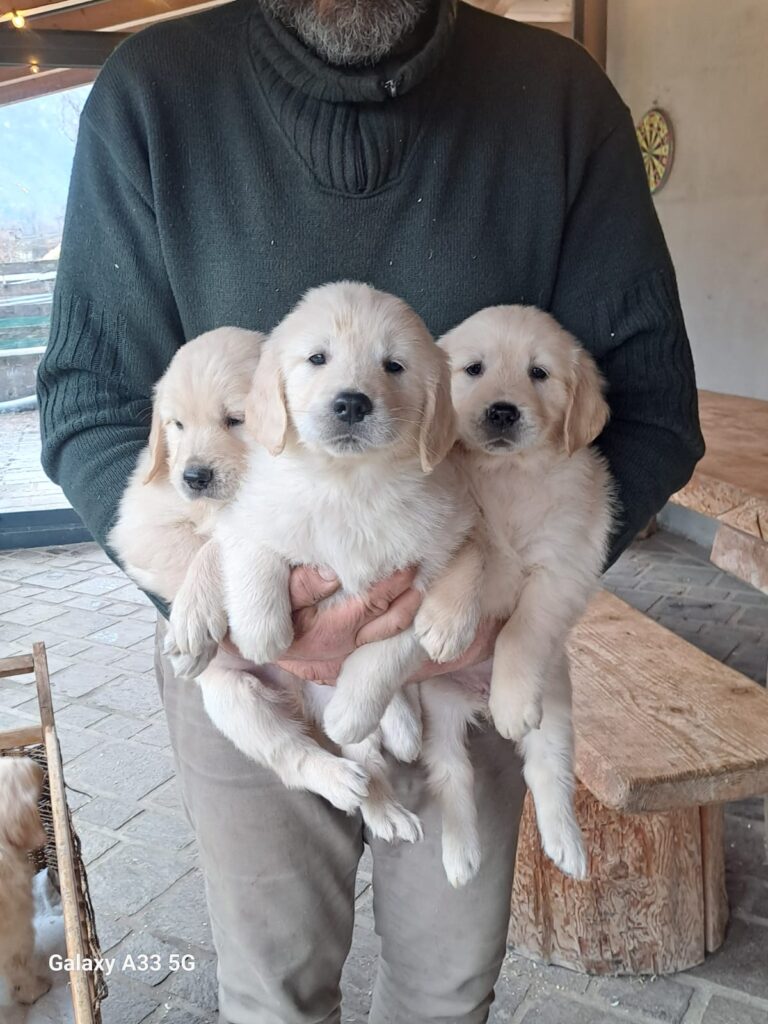 Cuccioli di Golden Retriever